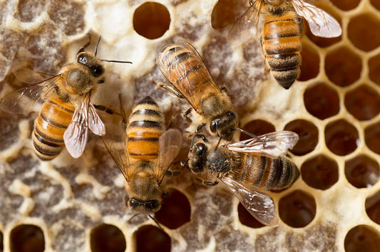 What We Can Learn From Bees